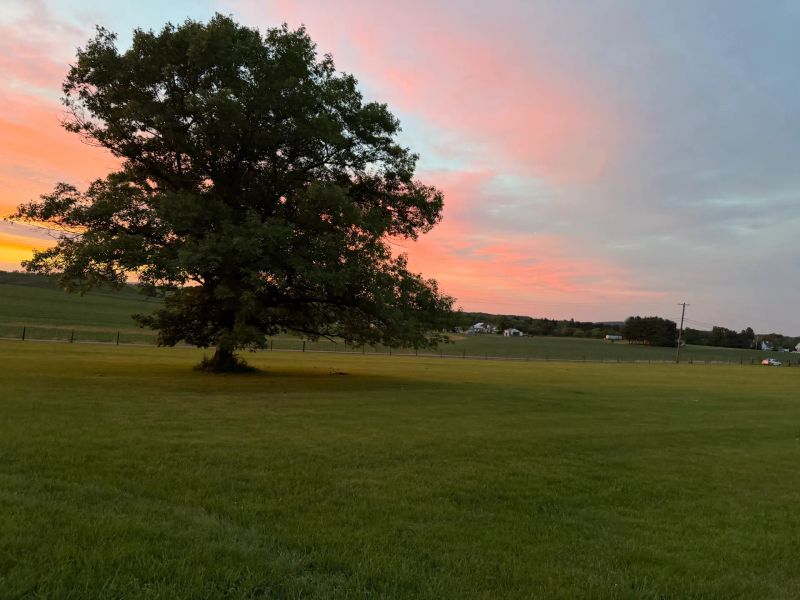 Golden hour light on the photography field